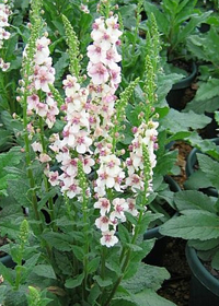 Verbascum 'Raspberry Ripple'